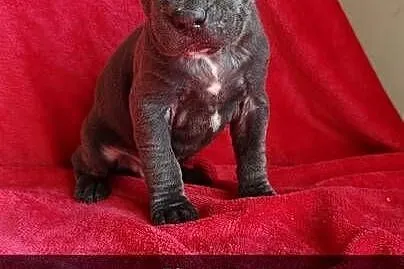 Amstaff Szczeniaki, Łódzkie, Radomsko