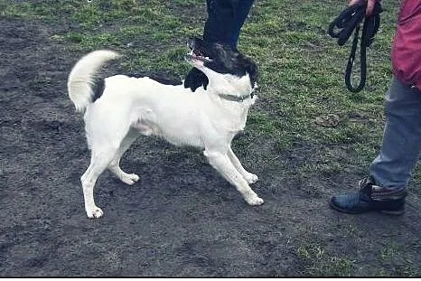 TERRY - łaciaty przystojniak do adopcji!,  łódzkie