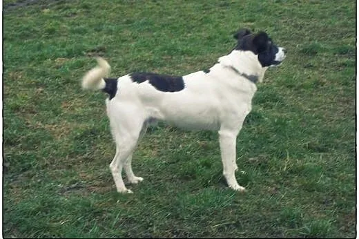 TERRY - łaciaty przystojniak do adopcji!,  łódzkie