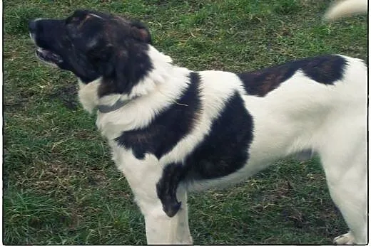 TERRY - łaciaty przystojniak do adopcji!,  łódzkie