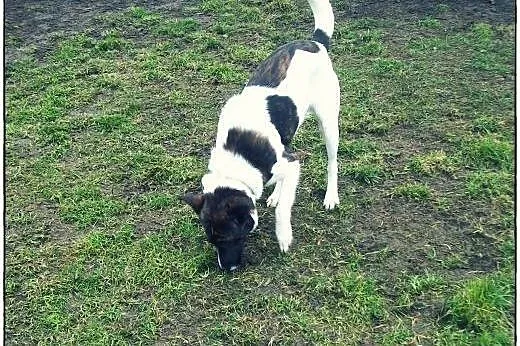 TERRY - łaciaty przystojniak do adopcji!,  łódzkie