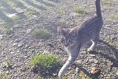 Czy nikt nie chce szarej Mirindy?,  dolnośląskie J