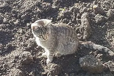 Czy nikt nie chce szarej Mirindy?,  dolnośląskie J