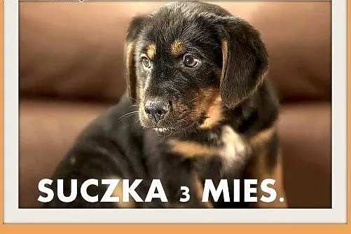 NORKA,szczeniak 3 mies. suczka średnia,szczepiona.ADOPCJA,  śląskie Katowice