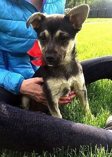 maleńka, wesoła 5 miesięczna Lola szuka domu!, Pomorskie, Gdańsk