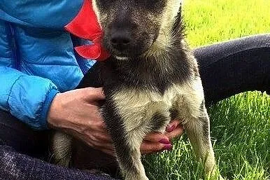 maleńka, wesoła 5 miesięczna Lola szuka domu!, Pomorskie, Gdańsk
