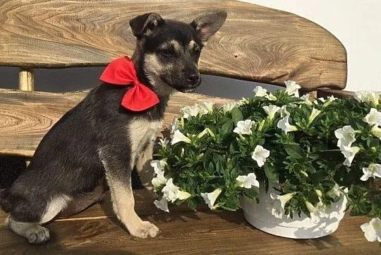 maleńka, wesoła 5 miesięczna Lola szuka domu!, Pomorskie, Gdańsk