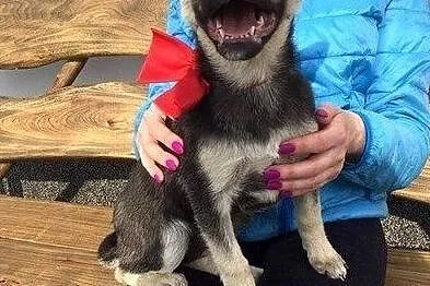 maleńka, wesoła 5 miesięczna Lola szuka domu!, Pomorskie, Gdańsk