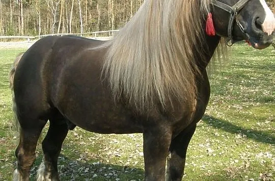 Koń zimnokrwisty sokólski GORMIT, Małec