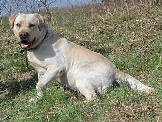 Uzi szuka domu, śląskie Ruda Śląska