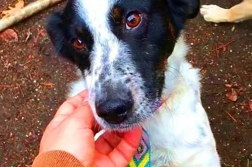 SKUBI - fajny, wesoły, niewielki psiak do adopcji,