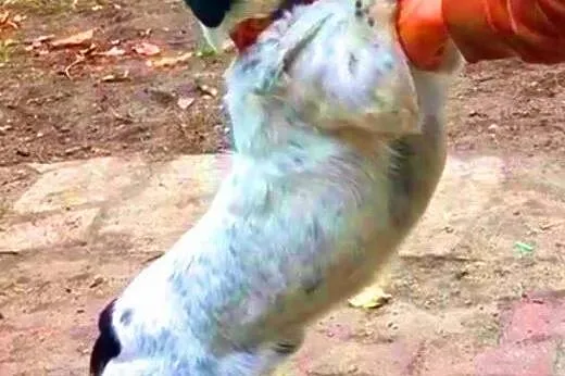 SKUBI - fajny, wesoły, niewielki psiak do adopcji,