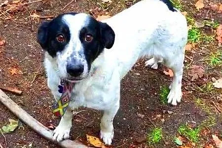 SKUBI - fajny, wesoły, niewielki psiak do adopcji,
