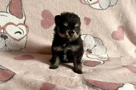 Szpic miniaturowy