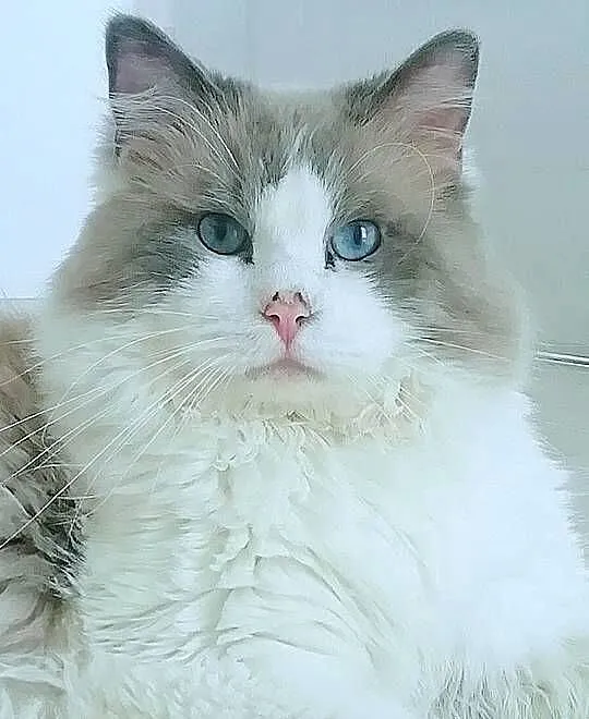 RAGDOLL -piękny kocurek, Małopolskie, Kraków