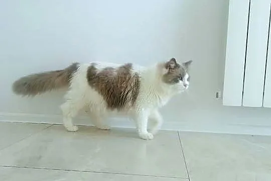 RAGDOLL -piękny kocurek, Małopolskie, Kraków