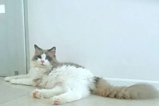 RAGDOLL -piękny kocurek, Małopolskie, Kraków