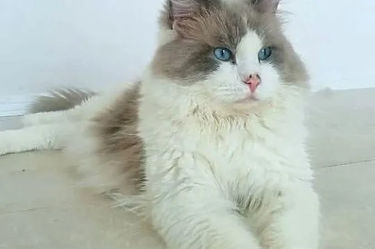 RAGDOLL -piękny kocurek, Małopolskie, Kraków