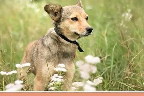 1 rok, 5 kg, przytulaśna ,grzeczna,lekko nieśmiała