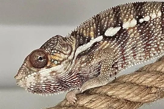 Kameleon lamparci samiec, Małopolskie, Kraków