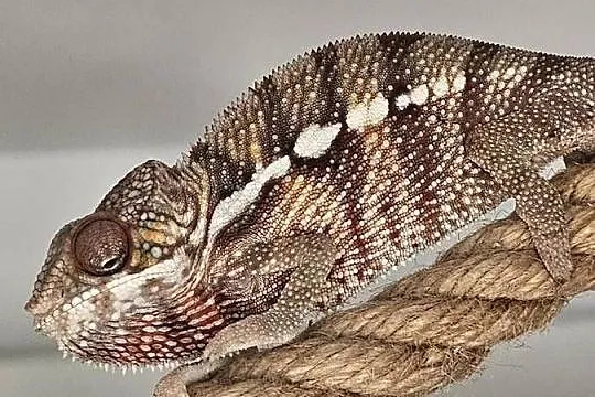 Kameleon lamparci samiec, Małopolskie, Kraków