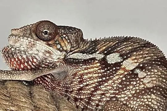 Kameleon lamparci samiec, Małopolskie, Kraków
