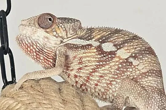 Kameleon lamparci samiec, Małopolskie, Kraków