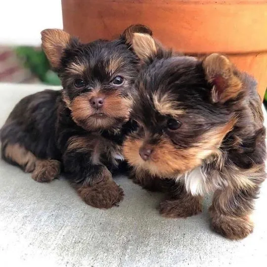 --Mini Yorkshire Terrier... szczenięta do adopcji. Aktualizacje prosimy kierować na adres e-mail: {{