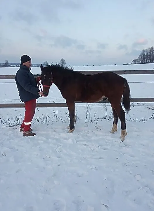 Sprzedam ogierka, , Ziemięcice