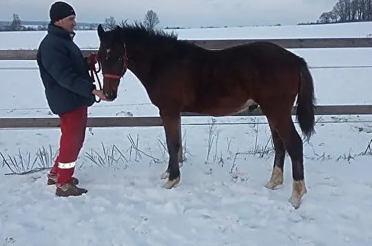 Sprzedam ogierka, , Ziemięcice