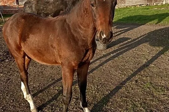 Sprzedam ogierka, , Ziemięcice