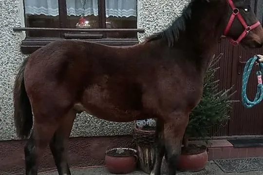 Sprzedam ogierka, , Ziemięcice