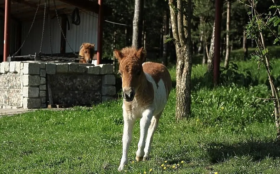 Mini Kuce. !