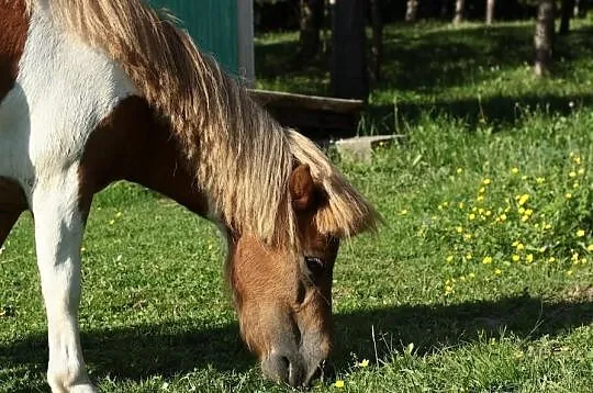Mini Kuce. !