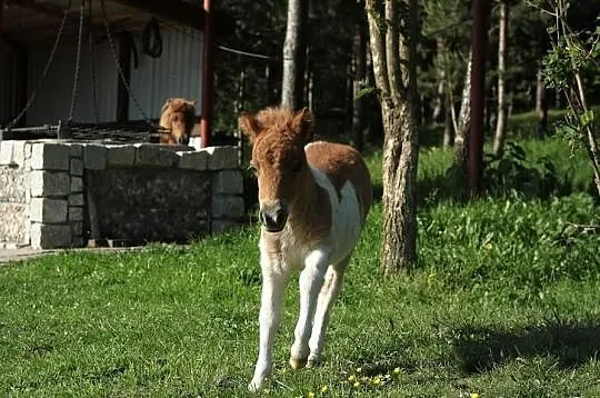 Mini Kuce. !