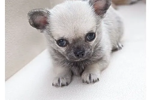 Chihuahua szczeniaczek, rodowód ZkwP/FCI, malutki 