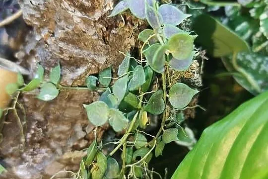 Rośliny terrarium