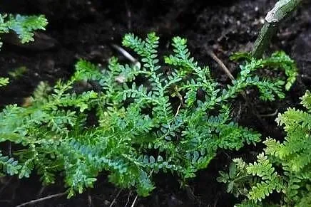 Rośliny terrarium, Podlaskie, Białystok