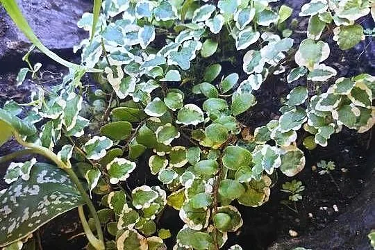 Rośliny terrarium, Podlaskie, Białystok
