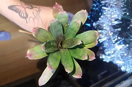 Rośliny terrarium, Podlaskie, Białystok