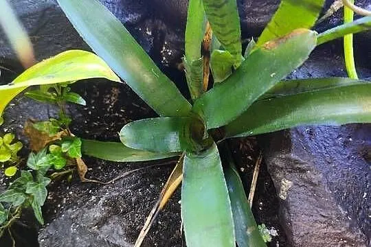 Rośliny terrarium, Podlaskie, Białystok