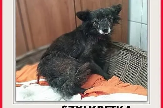 FIFI - malutka, 6 kg przerażona sunia nie odnajduj, Kraków