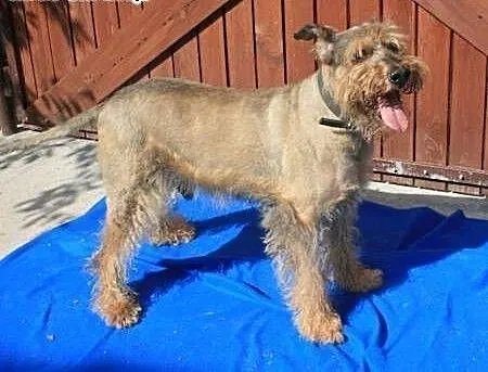 HAROLD - piękny psiak w typie airdale terrier do a