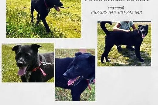 Lucek z likwidowanego przytuliska czeka na dom,  m