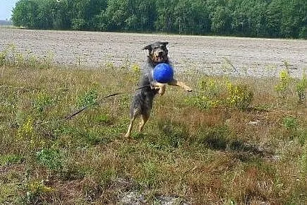 Porzucony Pankracy czeka na swojego człowieka! ,  