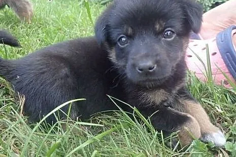 Kalina do adopcji 7tyg. sunia FILMIK,  Kundelki cała Polska