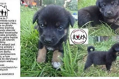 Kalina do adopcji 7tyg. sunia FILMIK,  Kundelki ca