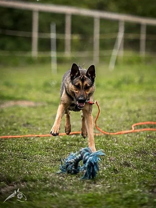 Kimba radością Twojego życia, mazowieckie Warszaw