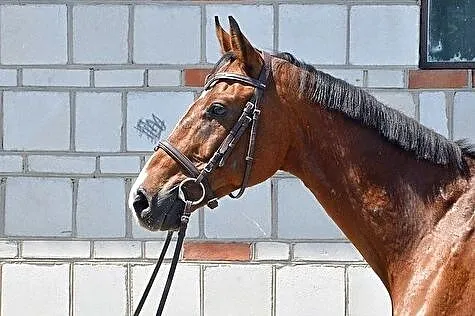 Hanowerski wałach, , 