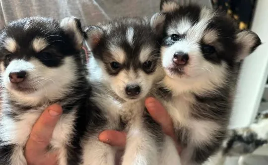 POMSKY, szczeniak na sprzedaż, kontakt przez Whatsapp +48736614543
